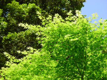 長谷寺の新緑