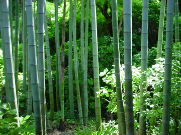長谷寺の竹